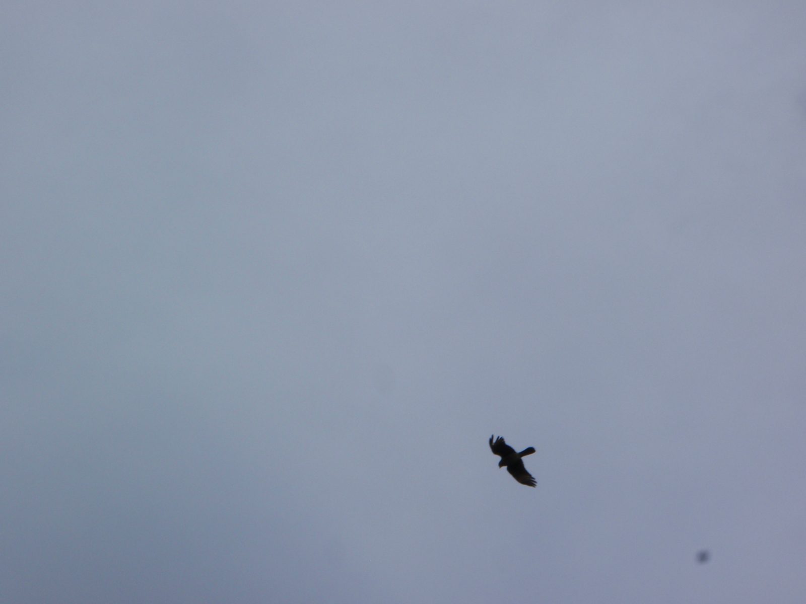 Aforementioned raptor looking for more food.