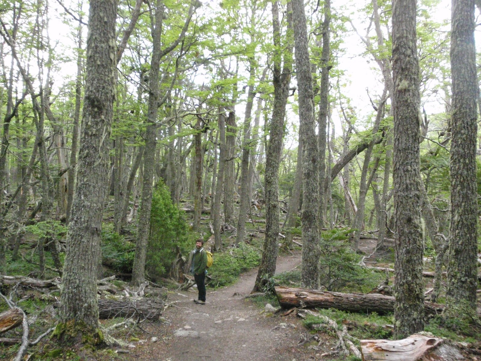 Very pretty light forested section toward the end of our hike.  At this point we were sort of...