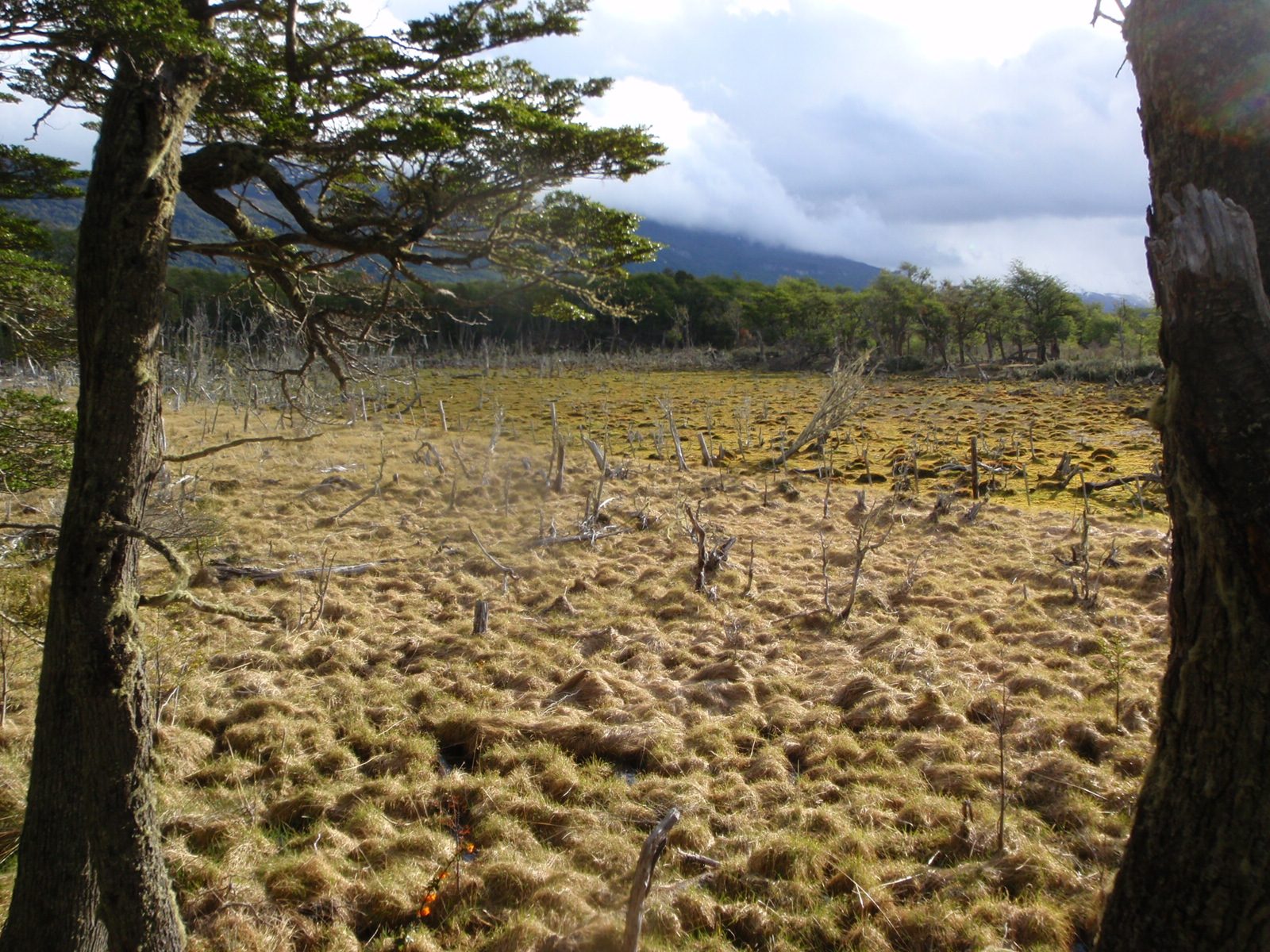 Beautiful boggy swamp.