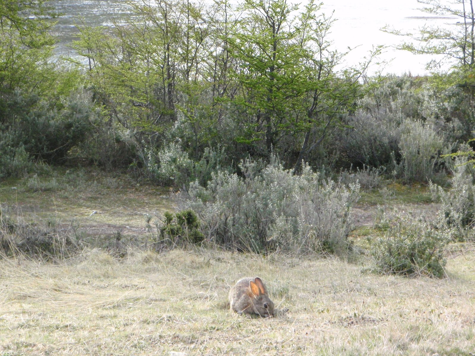 Another rascally rabbit.