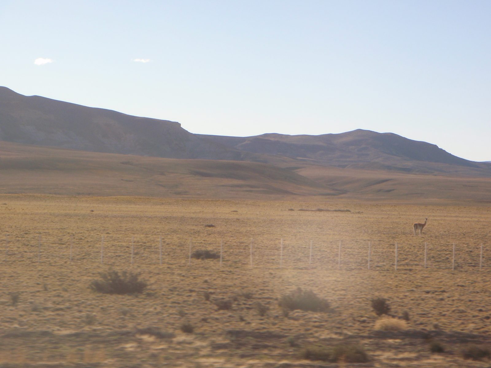 Llamas!