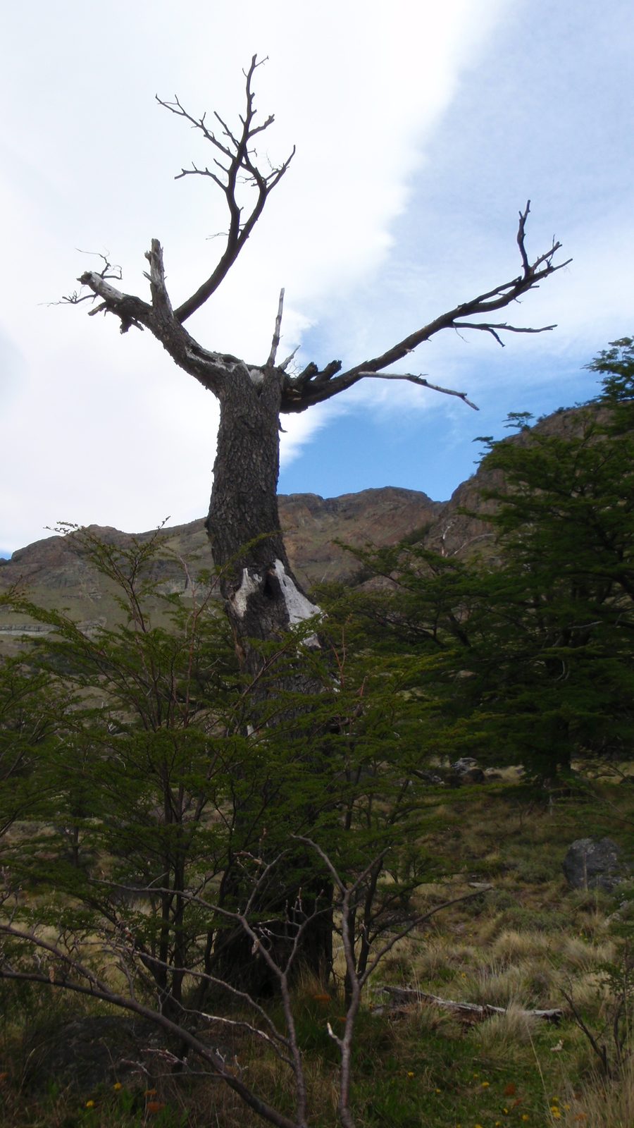 Neat looking dead tree.