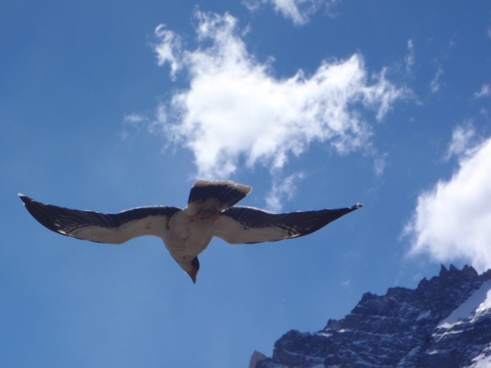 Bird held motionless in the air above us by the strong (45-50mph) constant winds.