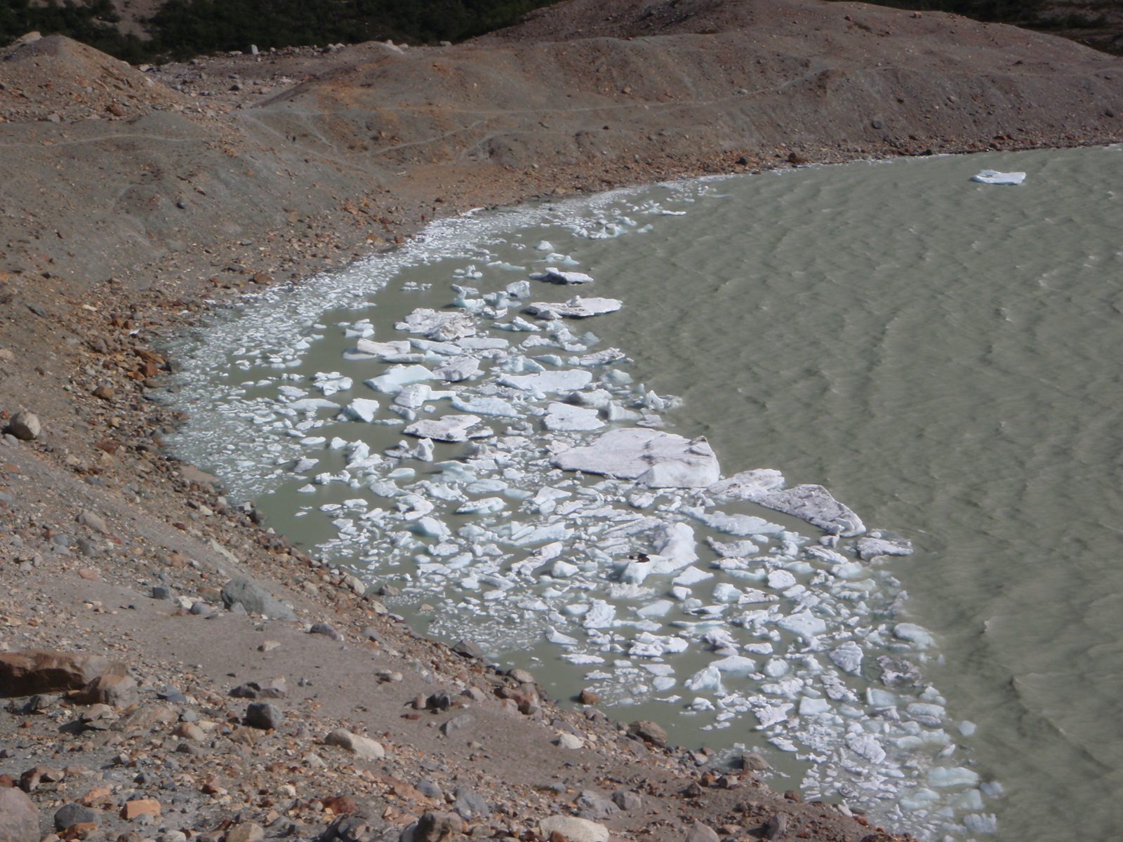 Chunks of the glacier, held against one side of the lake by the constant fierce winds.