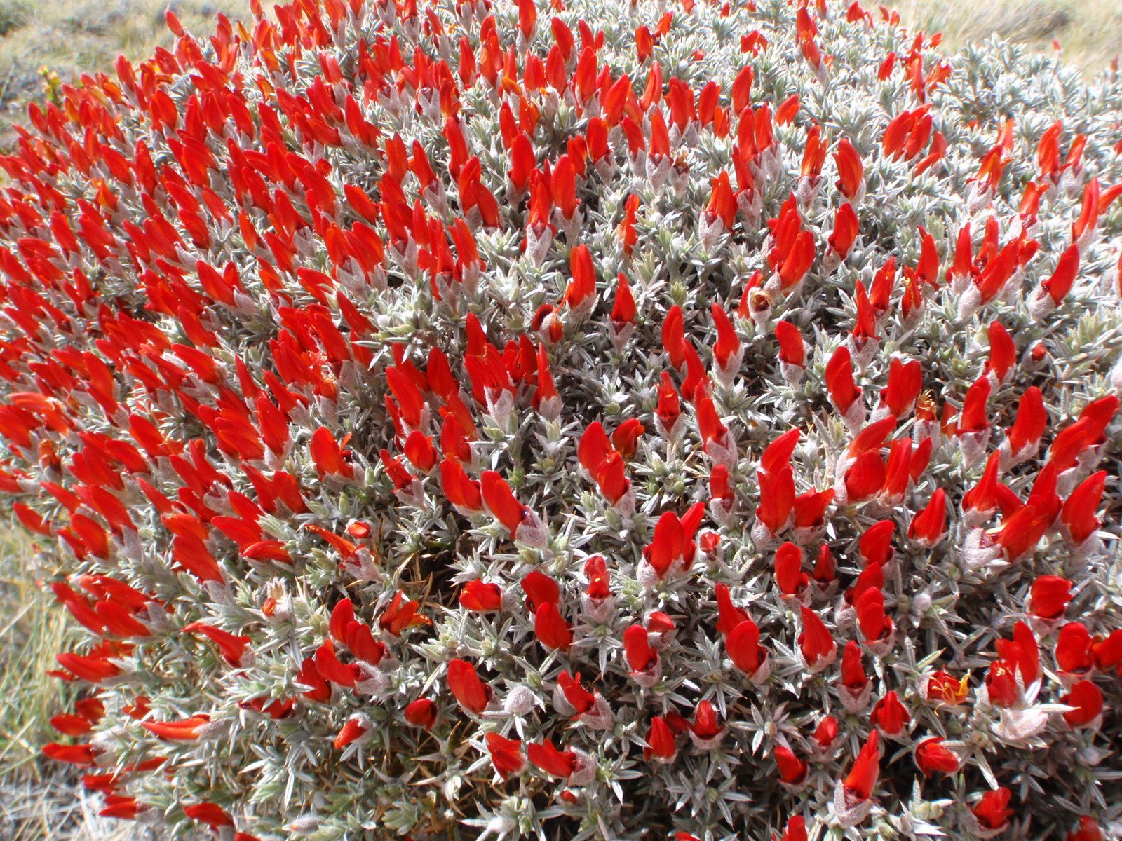 Pretty red flowers.