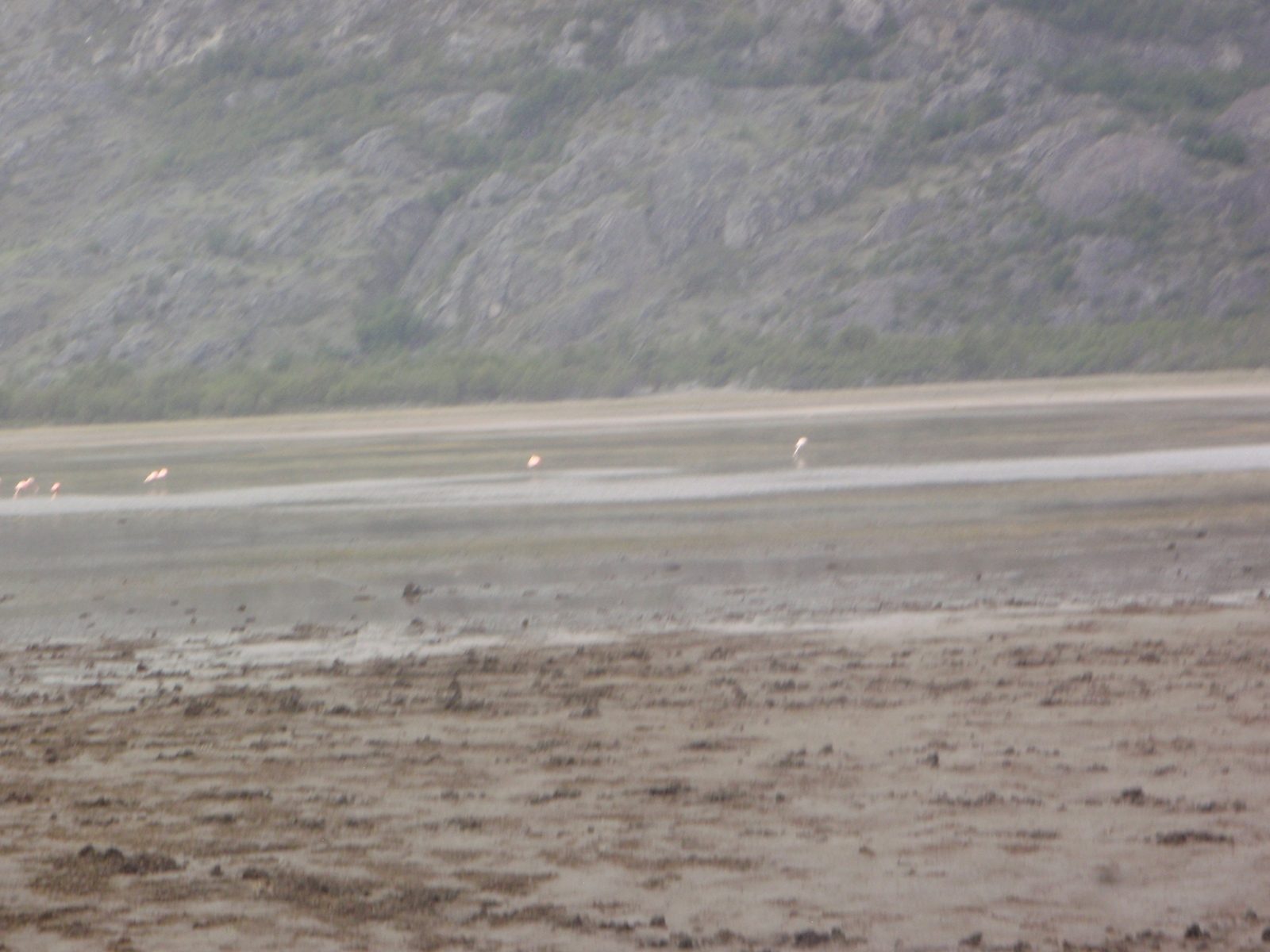 Bad blurry picture from a moving bus.  Pink flamingos.  Really. In the middle of Patagonia.