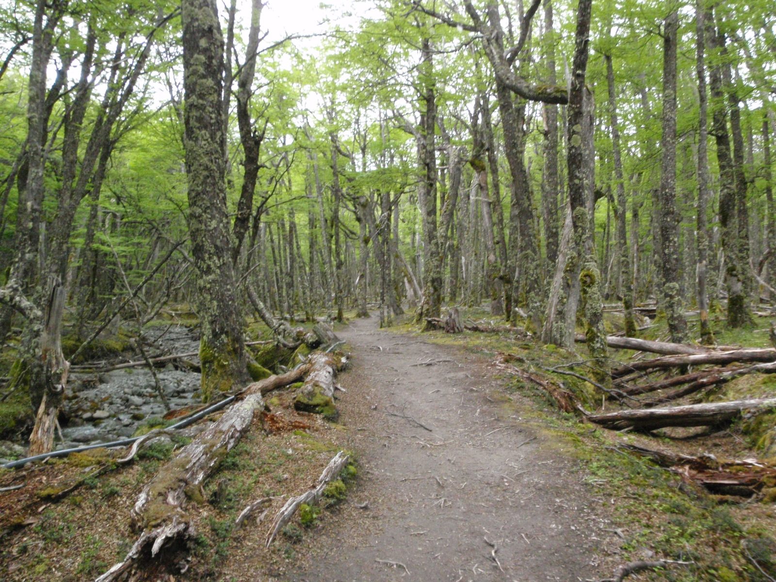 A nice solitary hike in the Patagonian woods.
