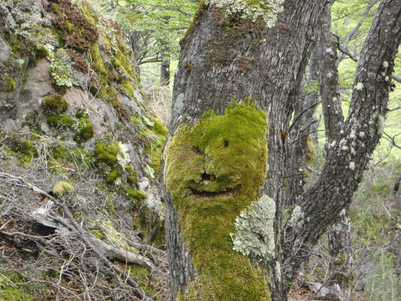 I see faces in places!