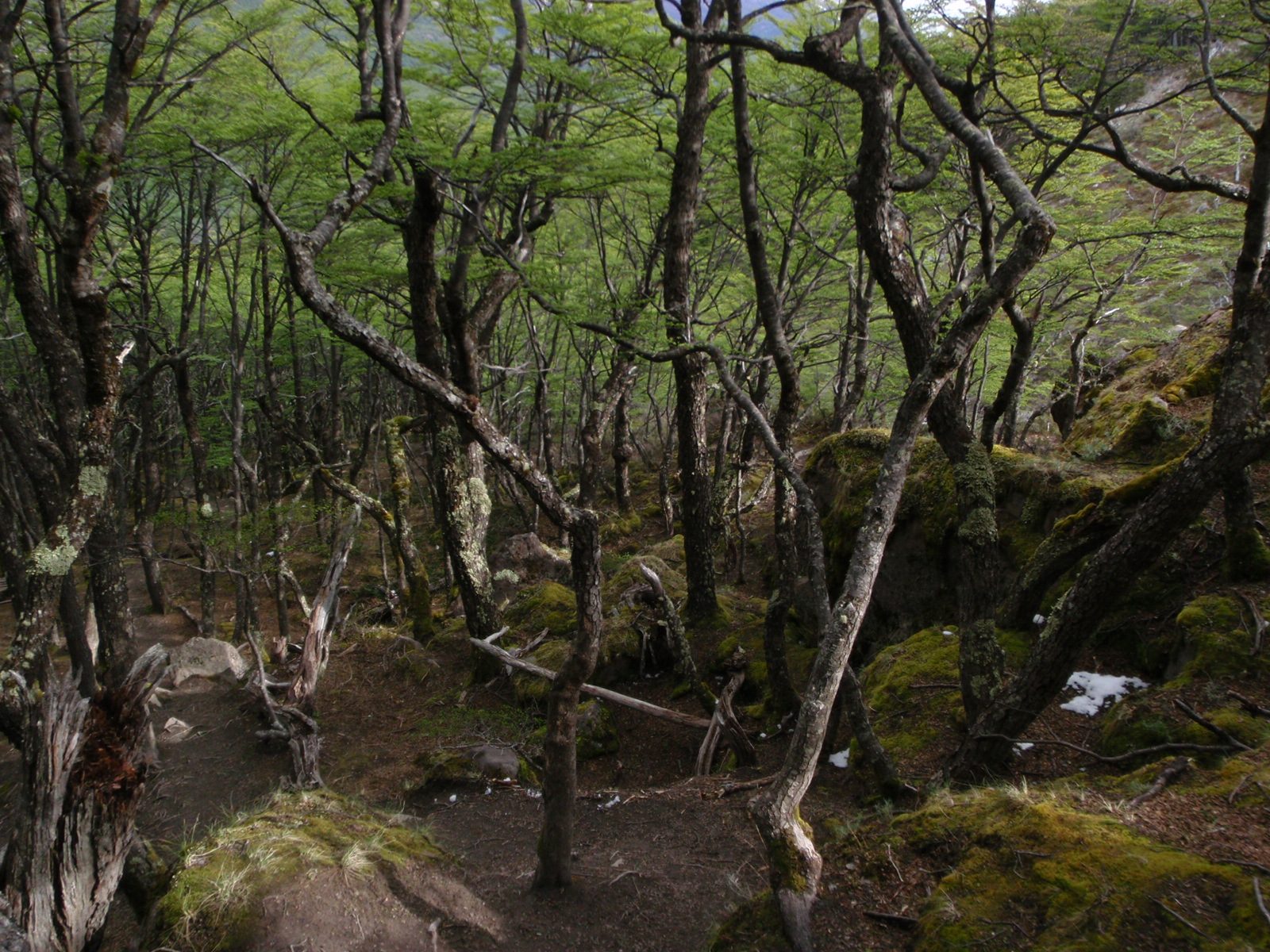 Great looking forest.