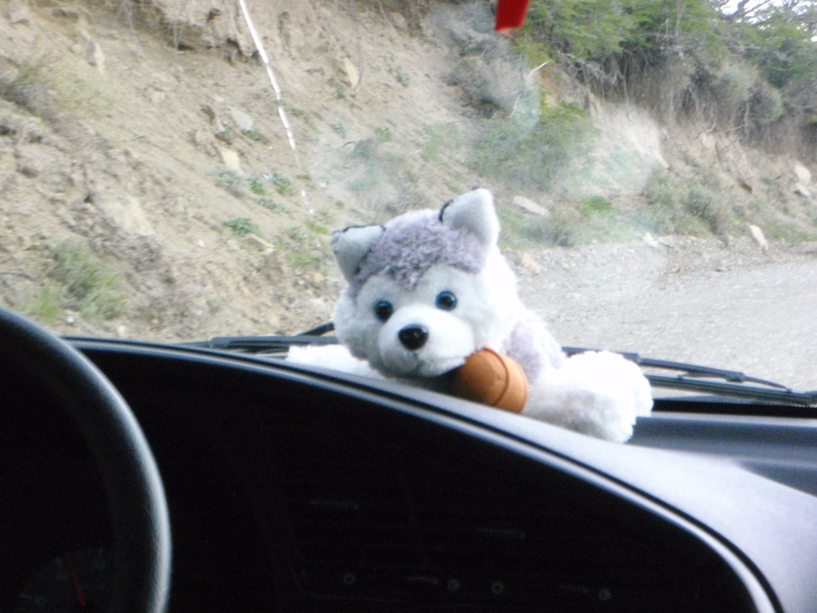 Our cab driver had this goofy blue eyed baby husky plush toy on her dash.  I saw this character...