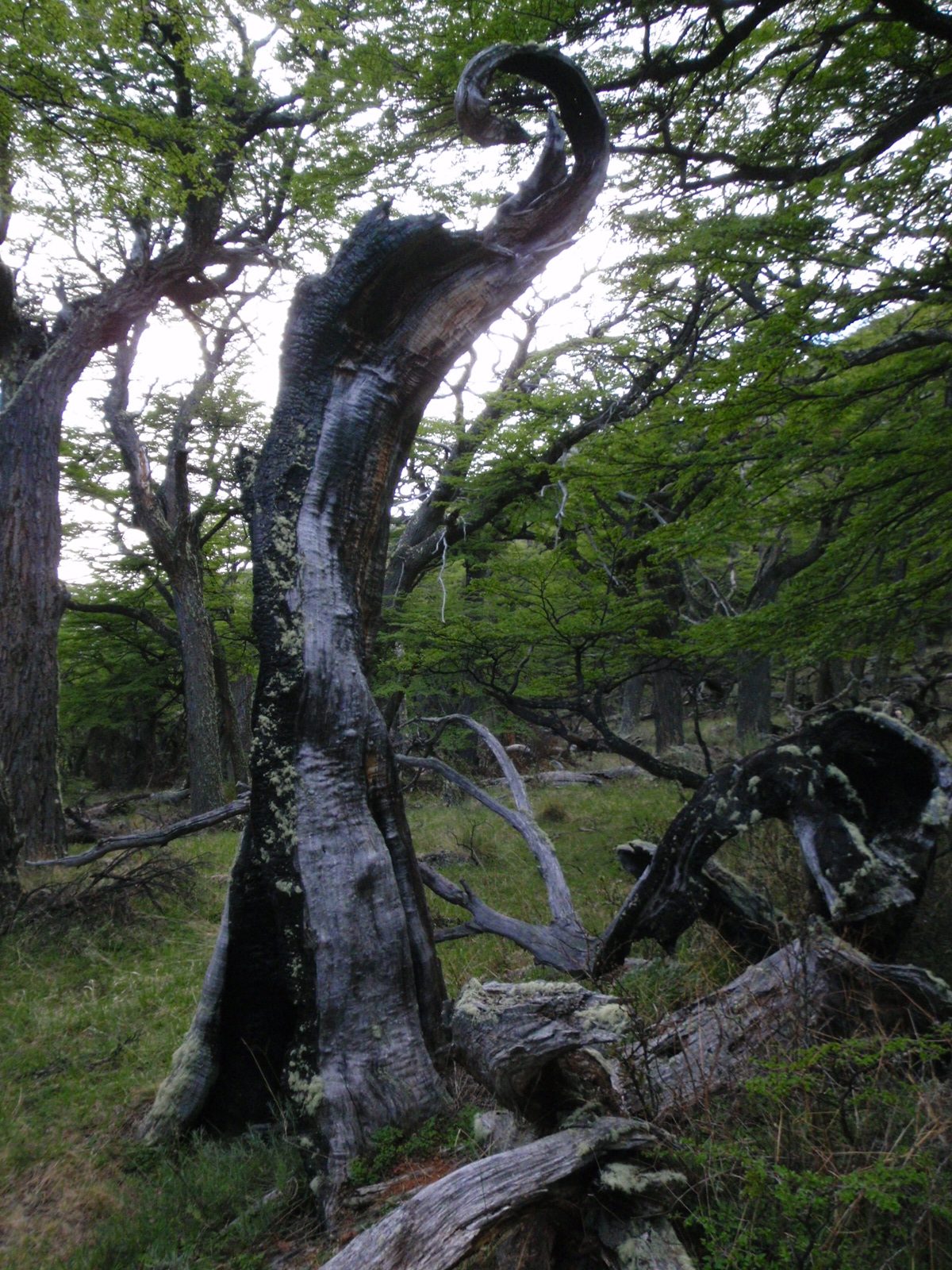 Cool burnt tree that looks like an elf's shoe.
