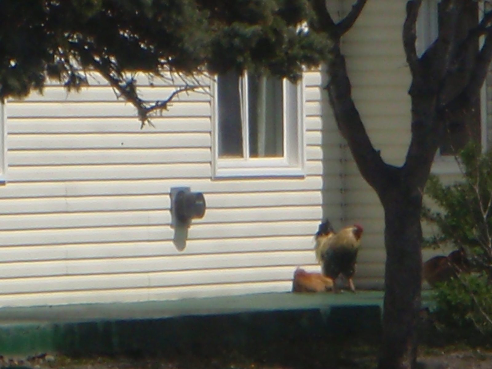 Jay's rooster.