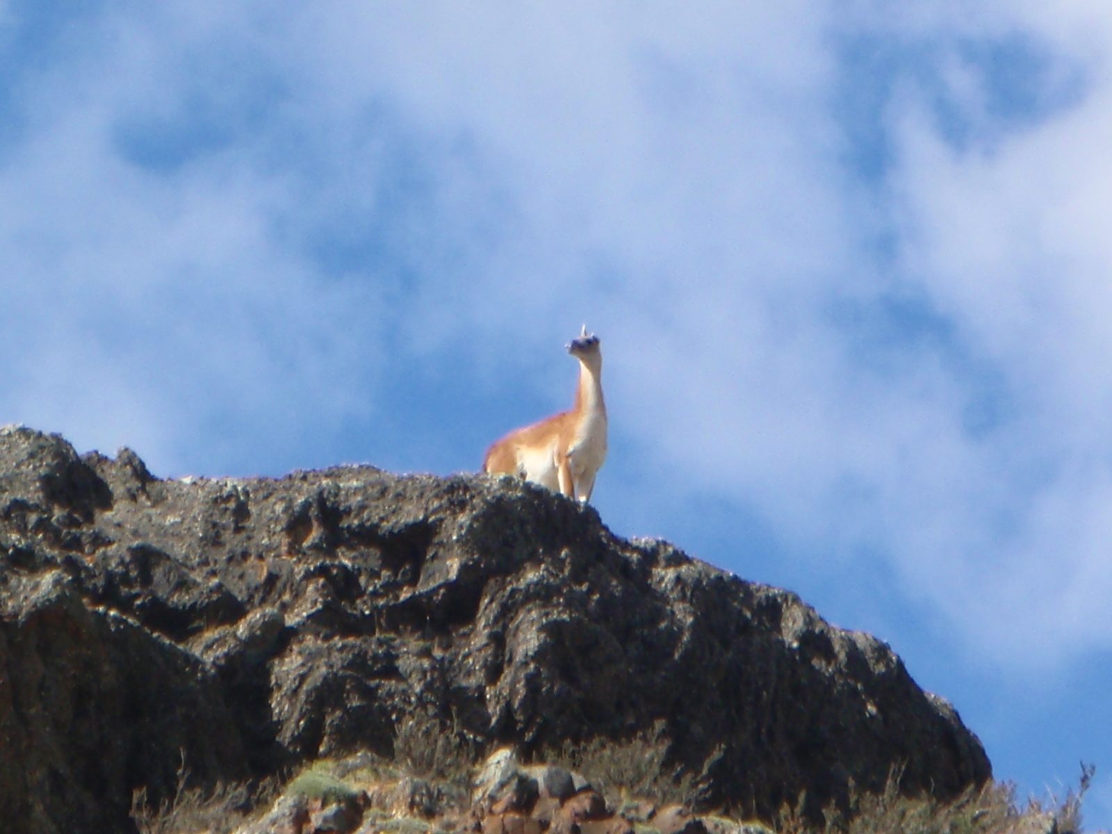 At the entrance gate to Torres Del Paine, a guanico (llama) guards from above.
