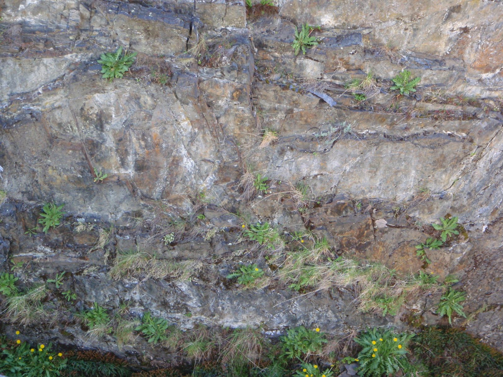 The common dandelion. Is there anywhere they don't grow? Spotted on a cliff of a glacially carved gorge.