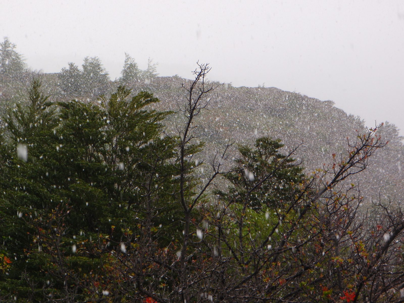 And then it really, really started to snow.