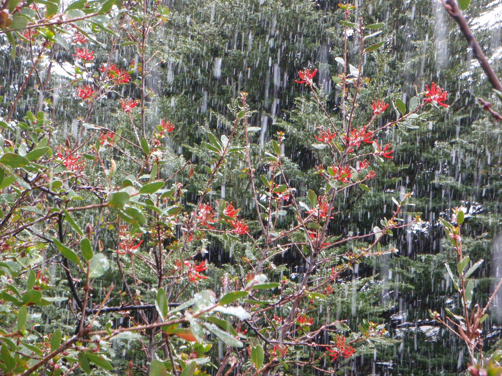 Some fire bush (I think) with snow falling all around.