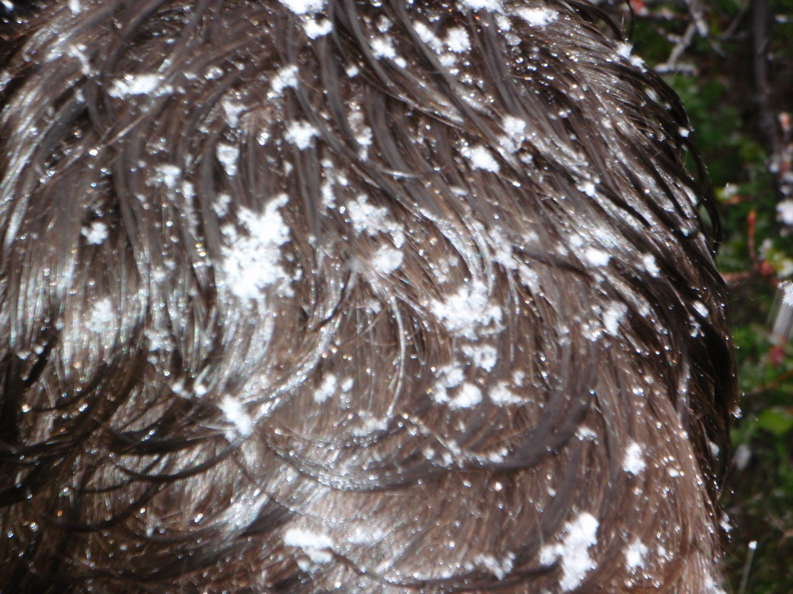 Jay's head collecting snow.