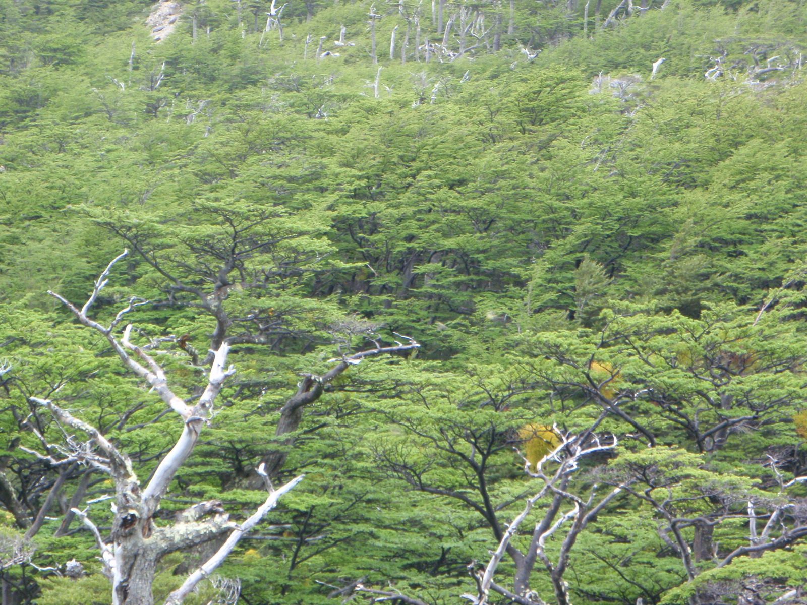 Can you spot all the birds? Actually, neither can I. But I remember them being there.