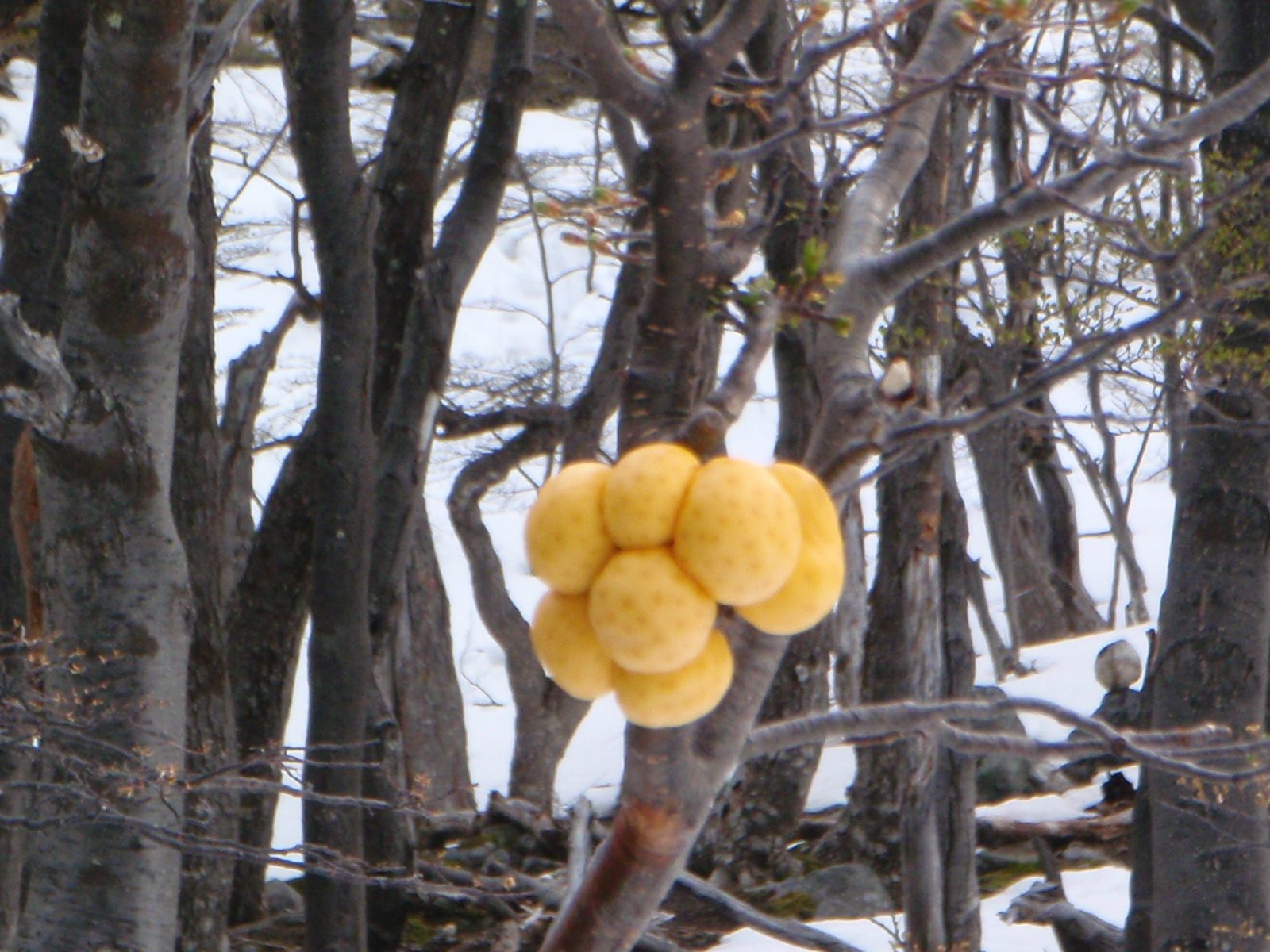 Strange tree fungus.