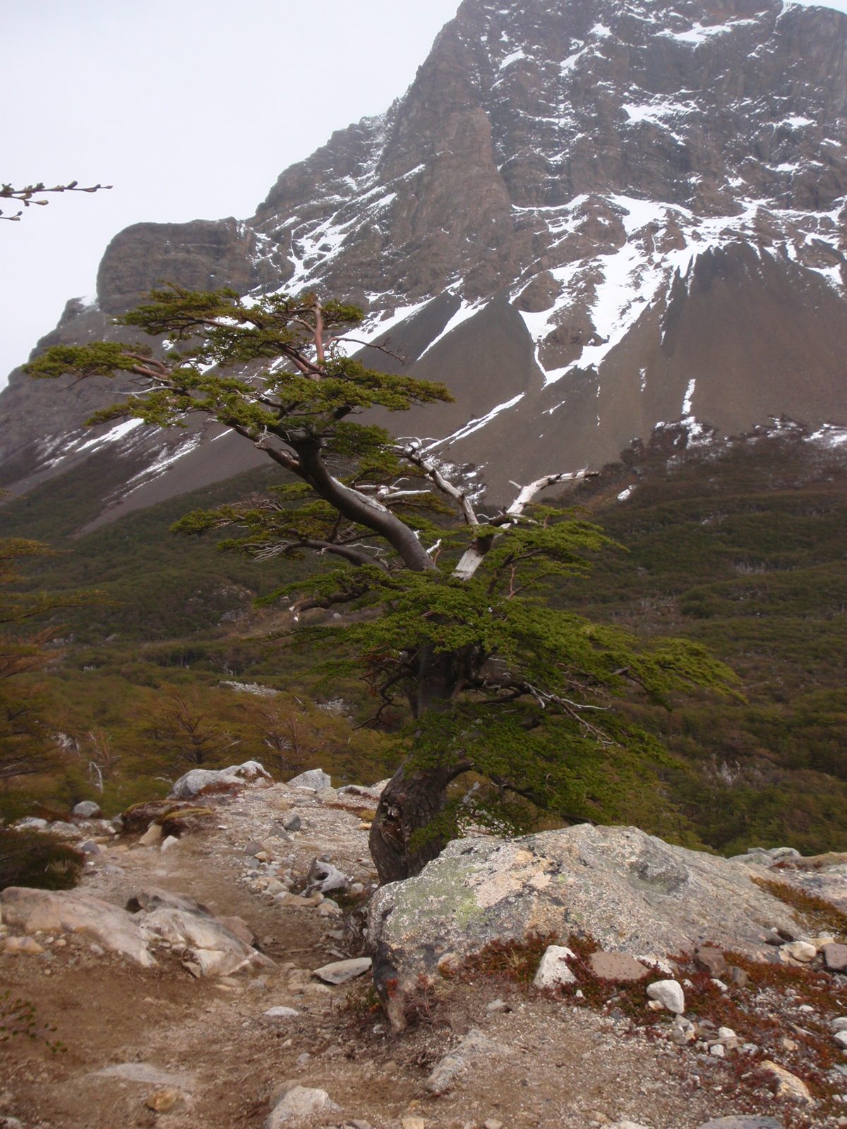 I really, really liked this tree, and this photo of it.
