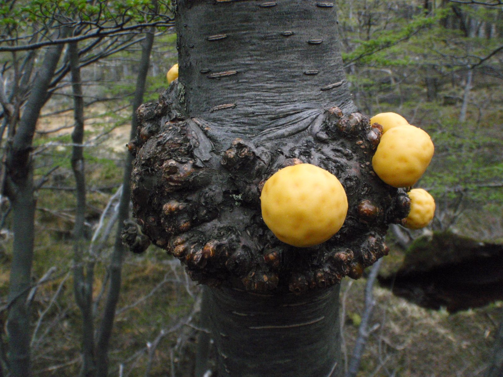 Better shot of mystery fungus.