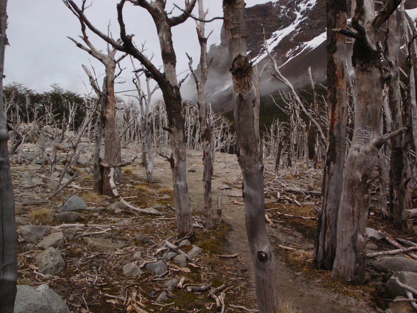 Haunted forest.