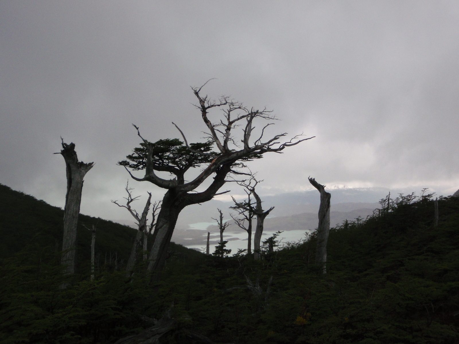 More creepy dead trees.