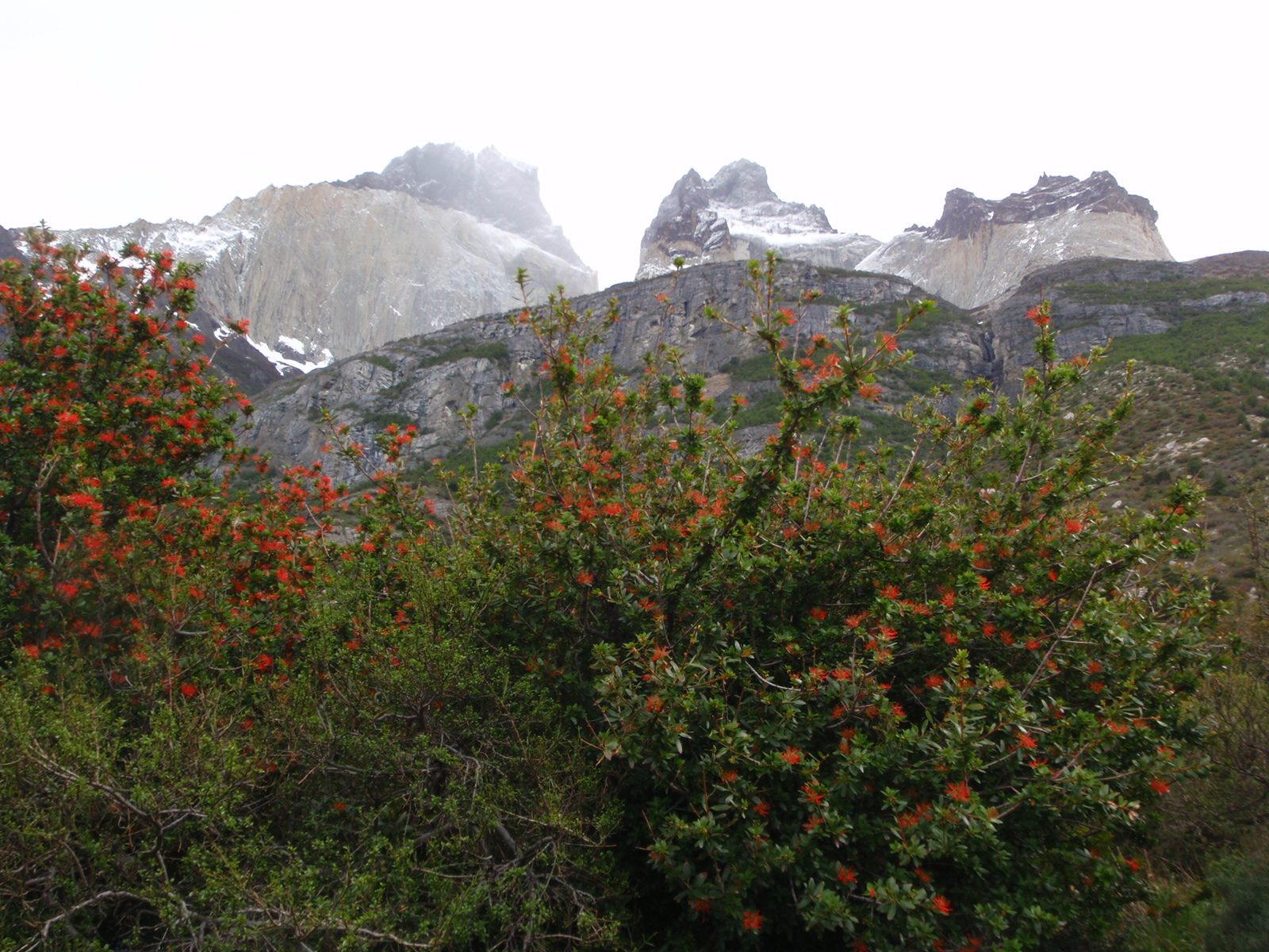Los Cuernos (The Horns) with some fire bush in the foreground, viewed from behind Albergue Los Cuernos.