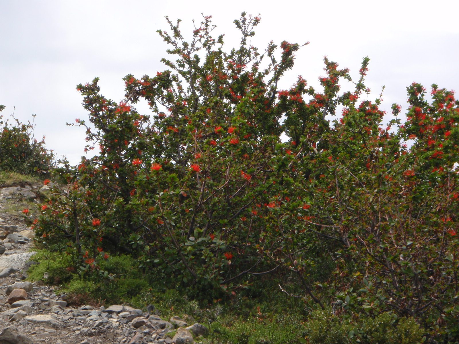 Another fire bush.