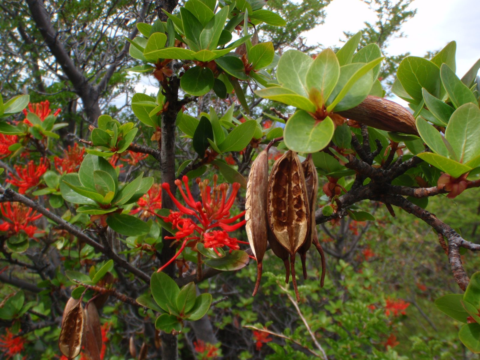 Very interesting looking seed pods on the fire bush. These things were basically wooden and very...