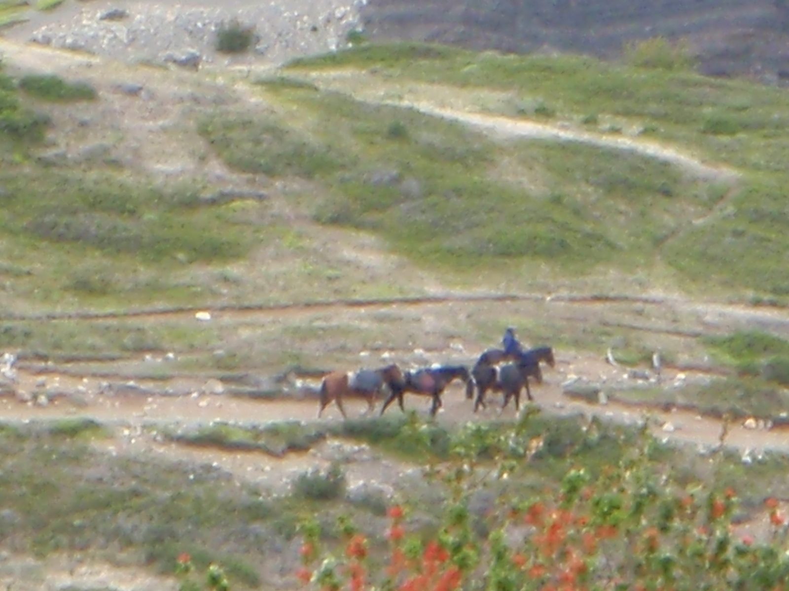 Spotting some horses from afar on a different trail. Testing the digital zoom capabilities of my camera.