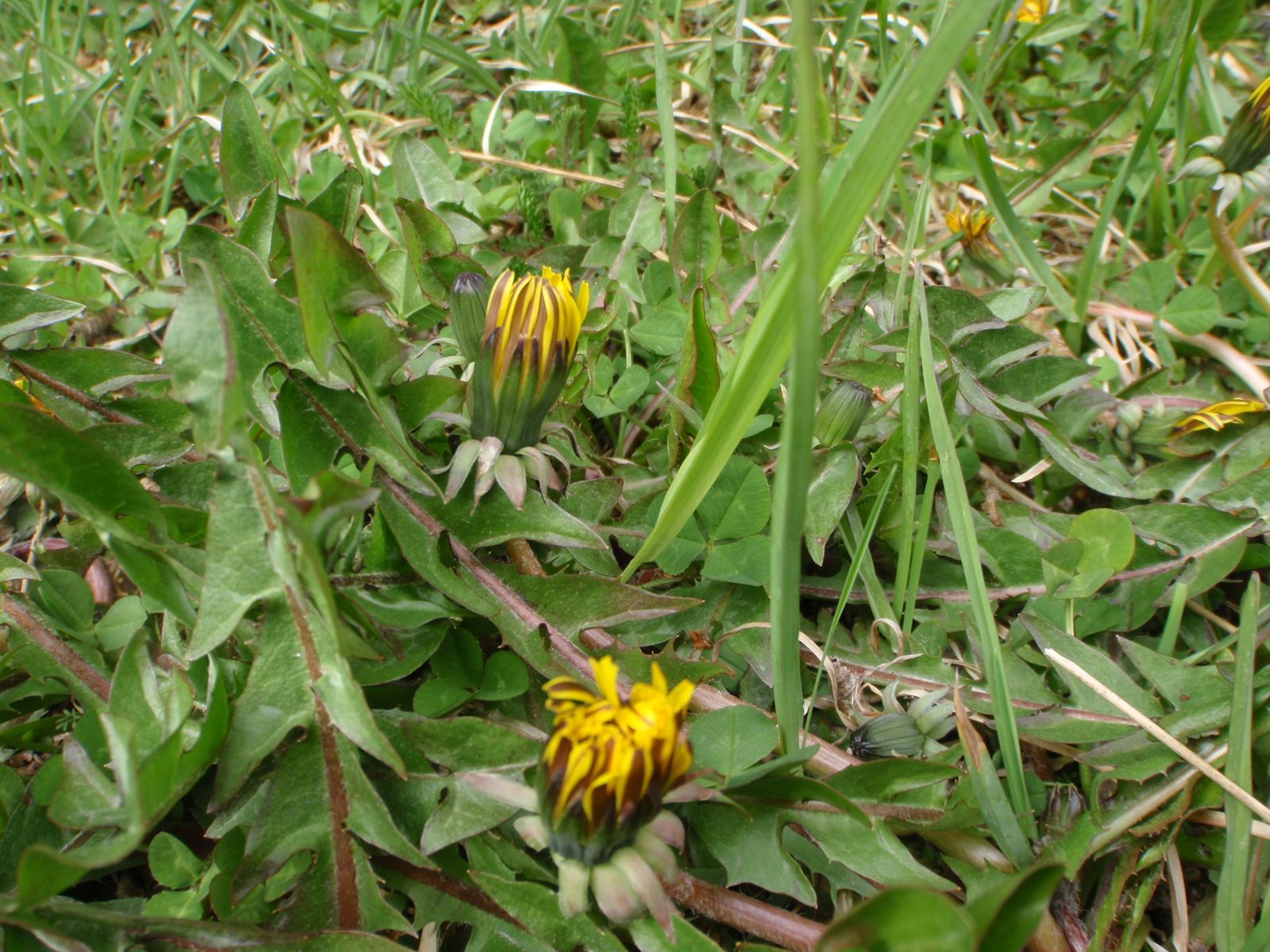 Dandelions. They grow anywhere.