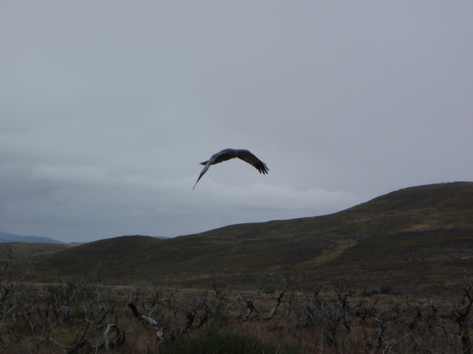 Bird flying over some scorched earth. Apparently, about five years ago, some Czech backpacker...