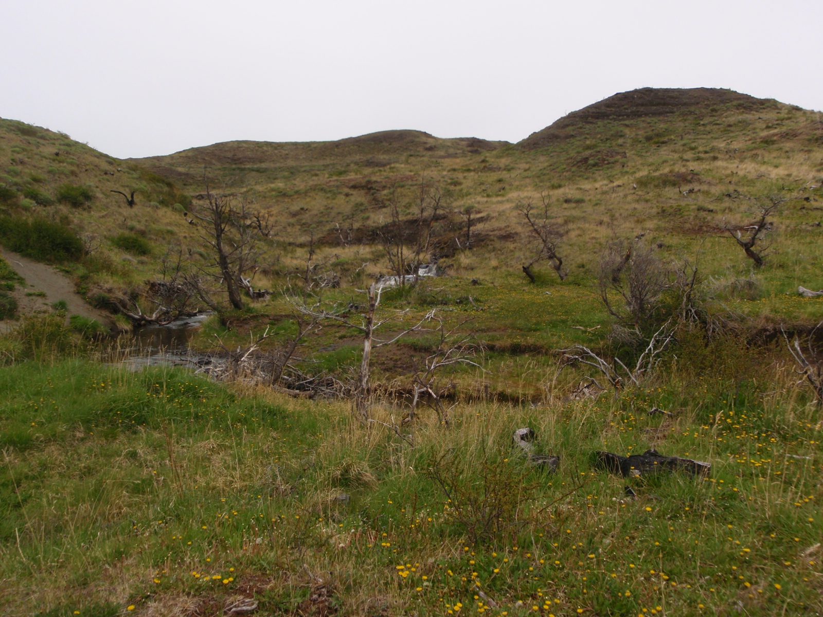 Interesting landscape. No guanaco though.