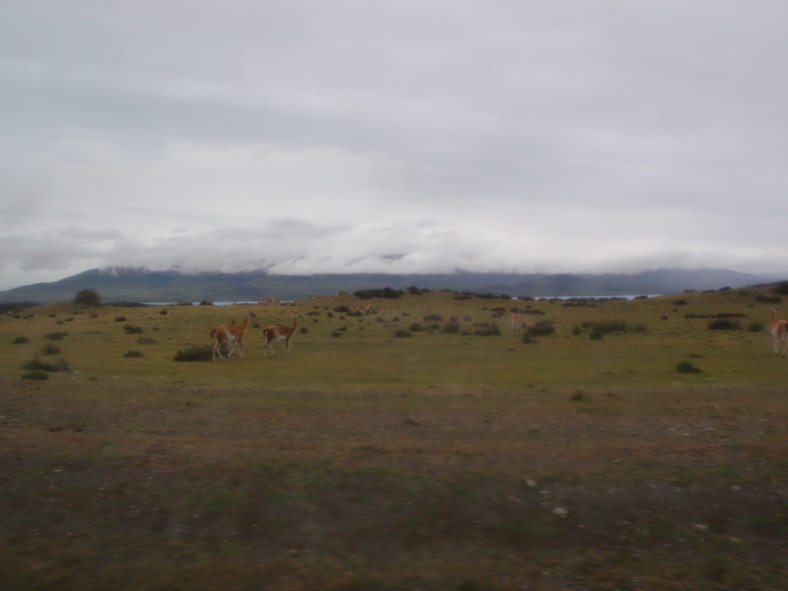 (Out the bus window) Finally, guanaco!