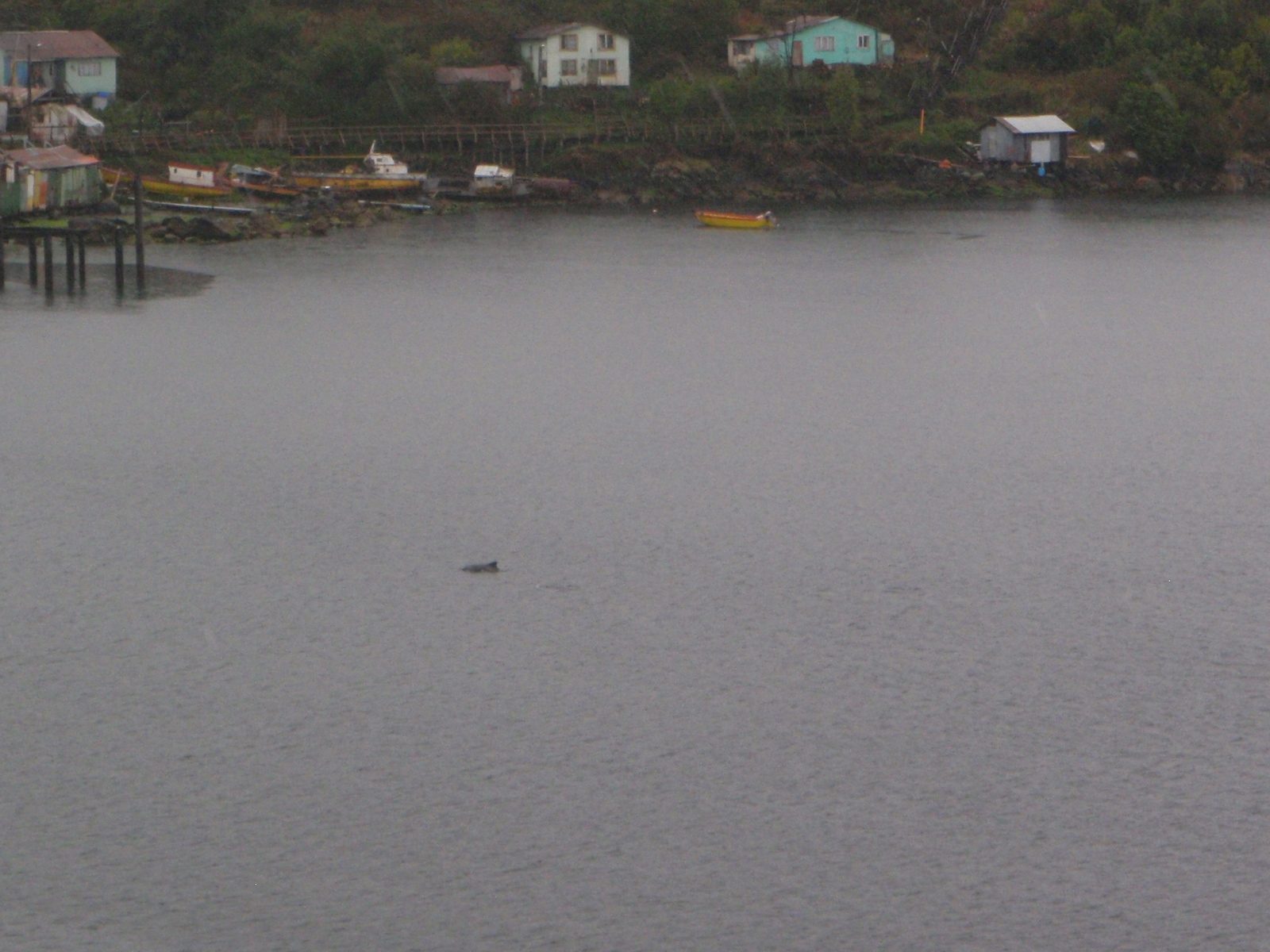 There were a number of dolphins in the bay. Catching one on camera was tough because they were...