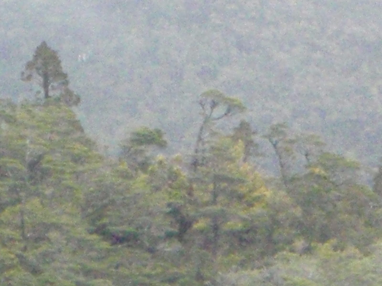 Zoomed in view of the forest, revealing it is starting to look more temperate, almost jungle-y.