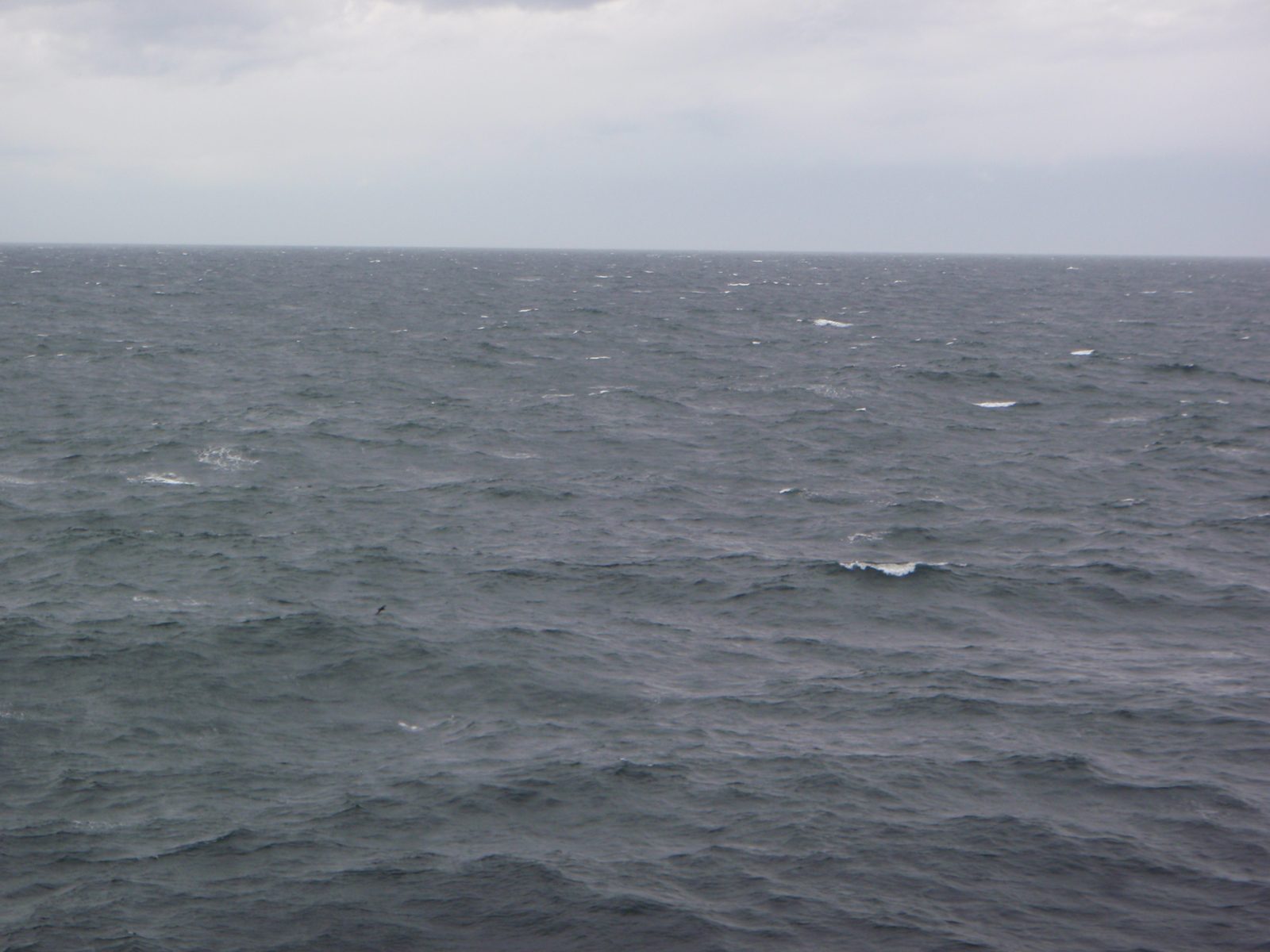 Look closely and you may spot an albatross.