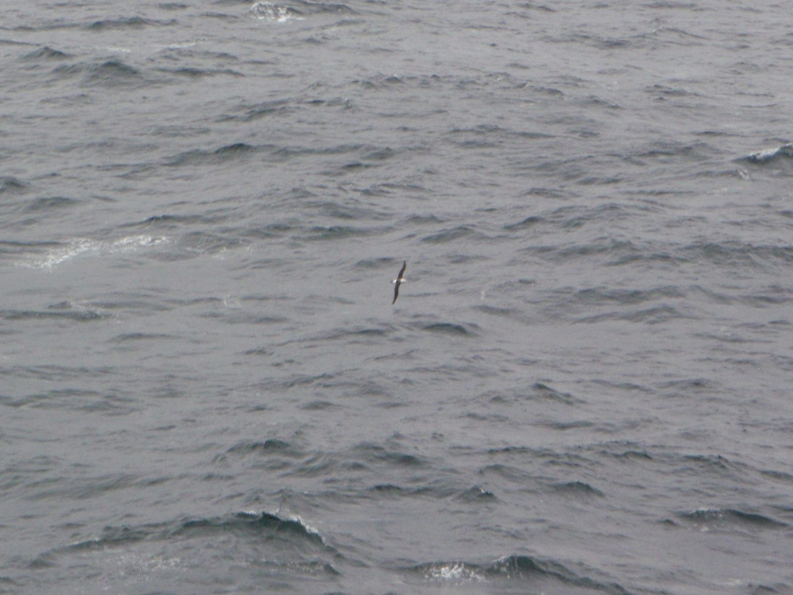 Albatross! Quite a wingspan.