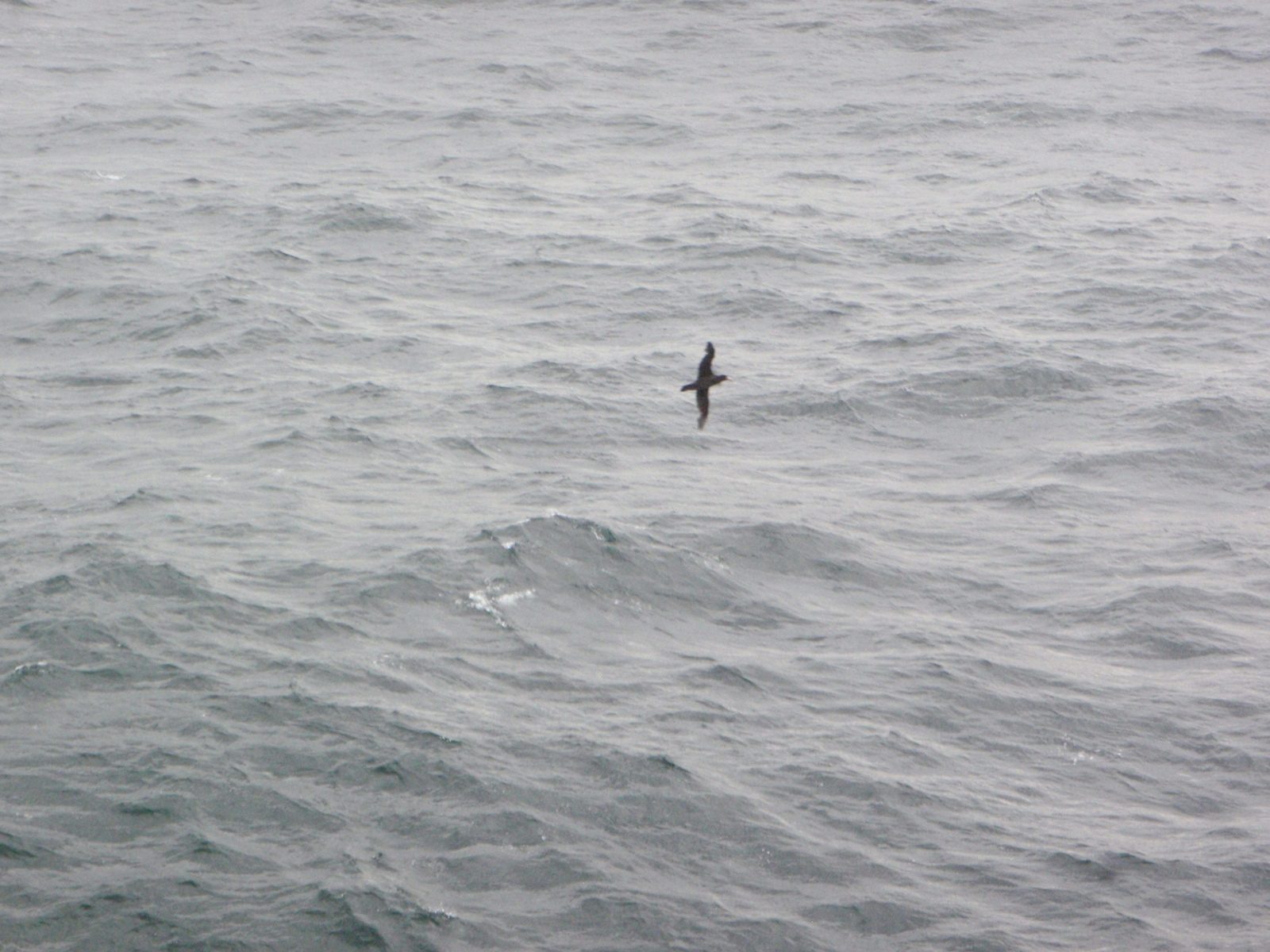 I think this is a Petrel, a type of large sea bird with wings that have a pronounced "elbow".