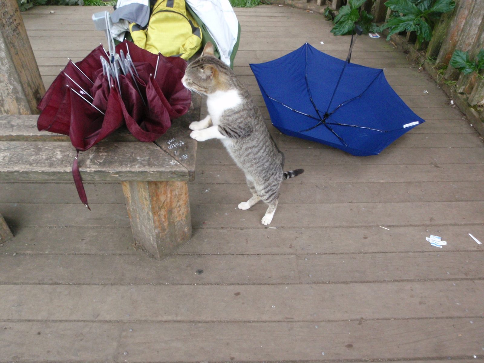 Curious kitty. Jay and I found out that a day was too short to do much around Puerto Varas, so...