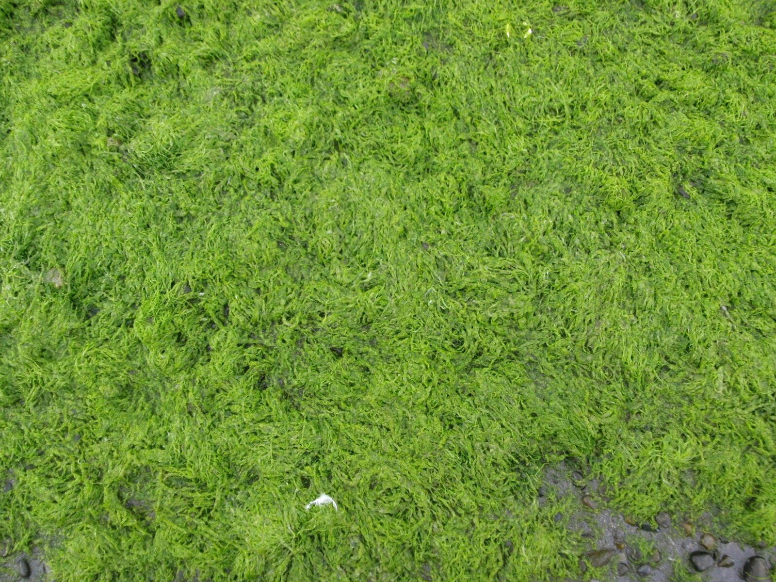 Very green moss! I like this color a lot.