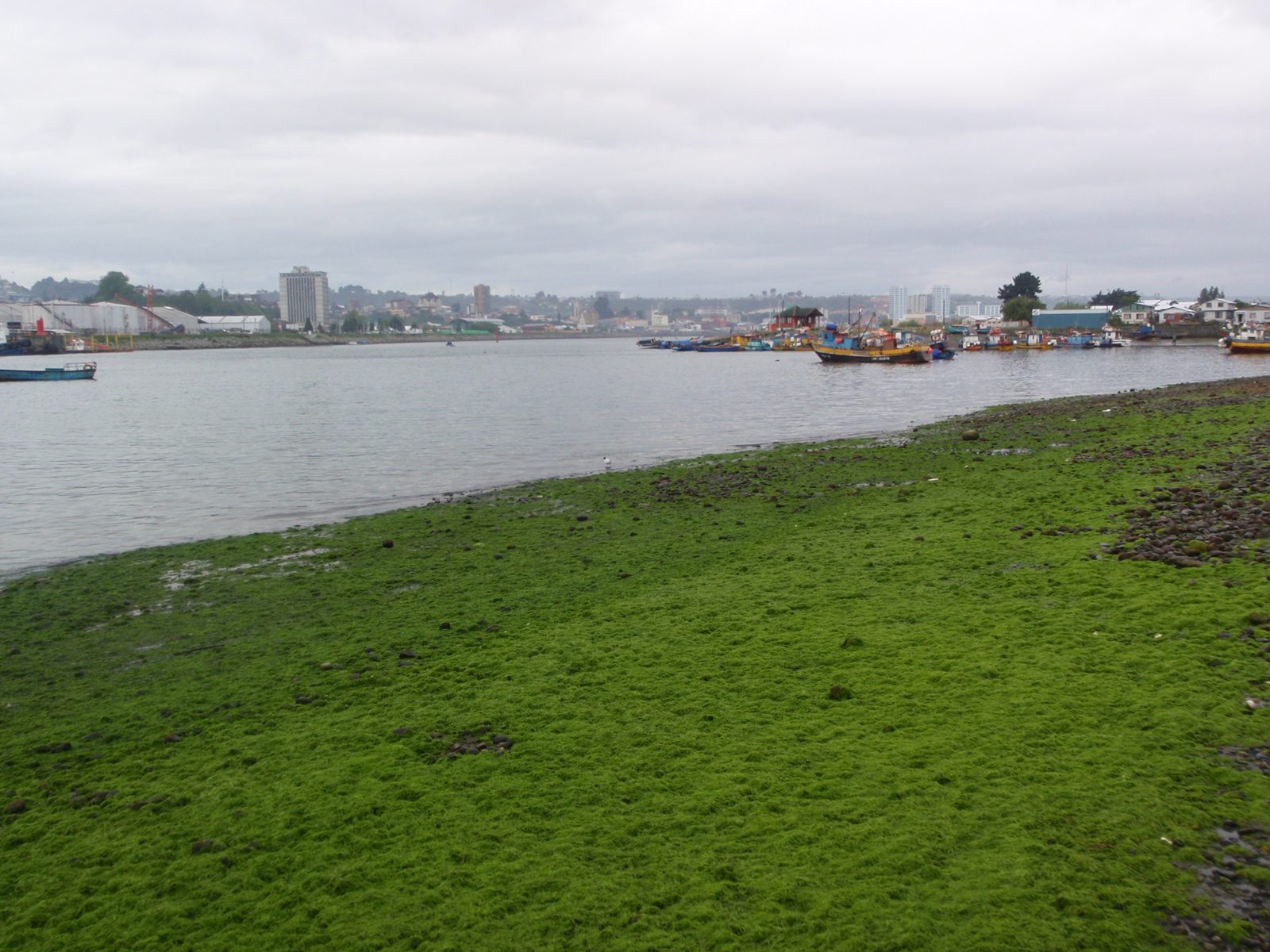 Green moss and Puerto Montt in the distance.