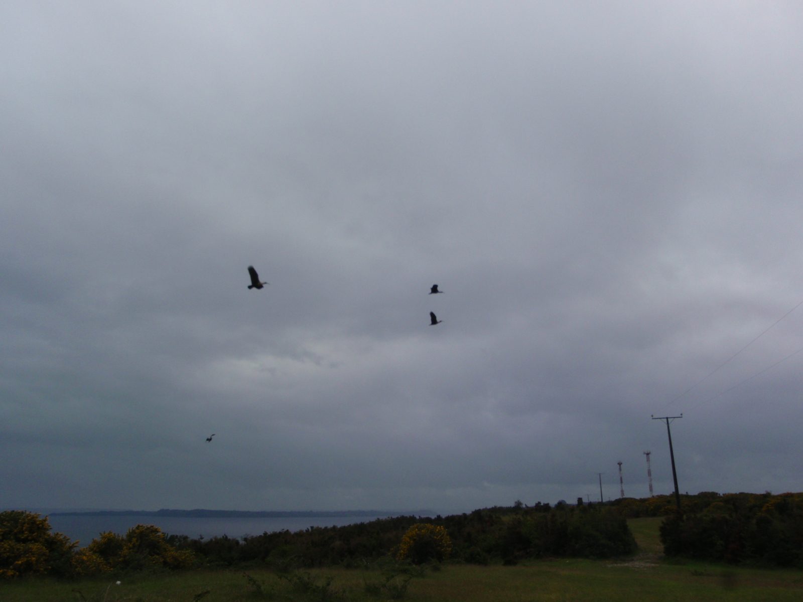 There they go!