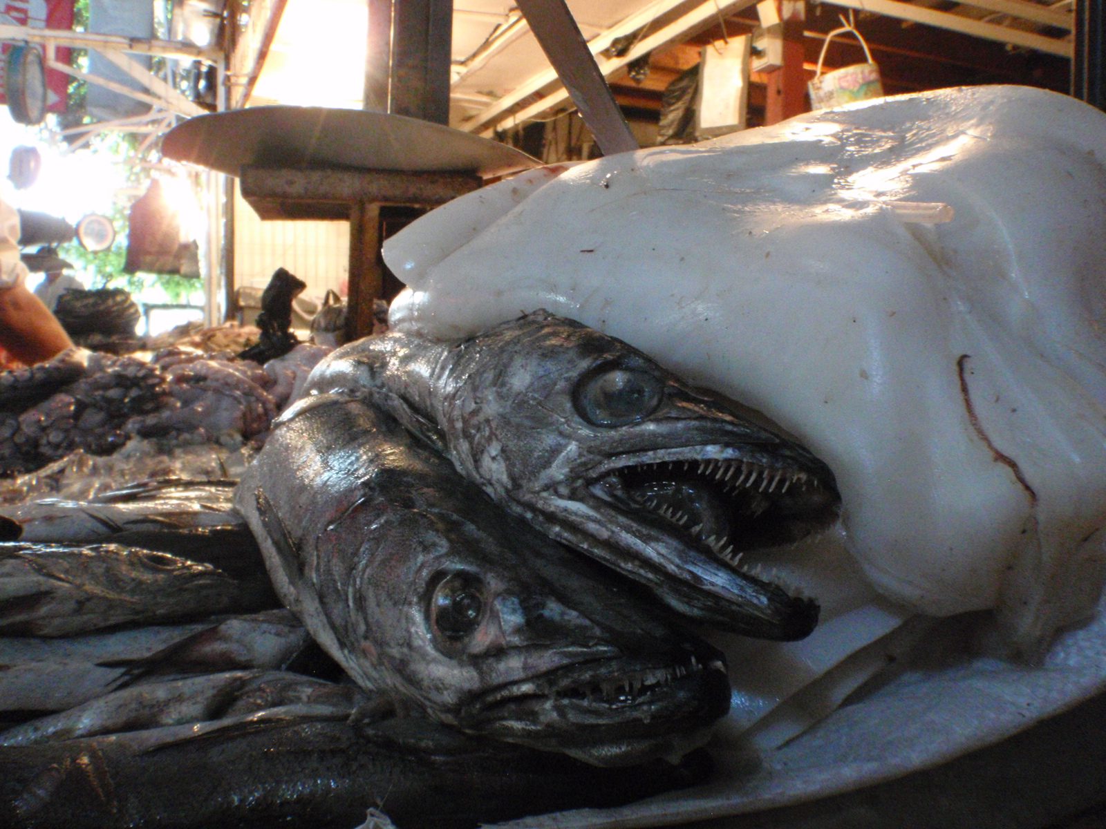 Fish, with very sharp looking teeth, buried under a pile of squid or something.