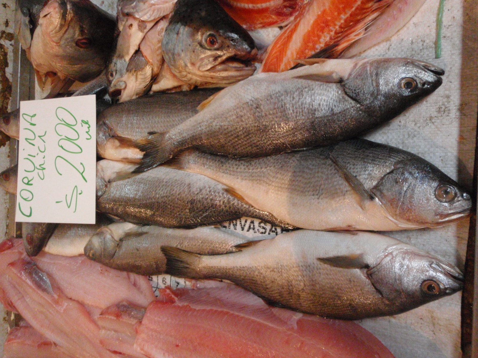 Corvina chica for sale. $4/kilo, or $2/pound.