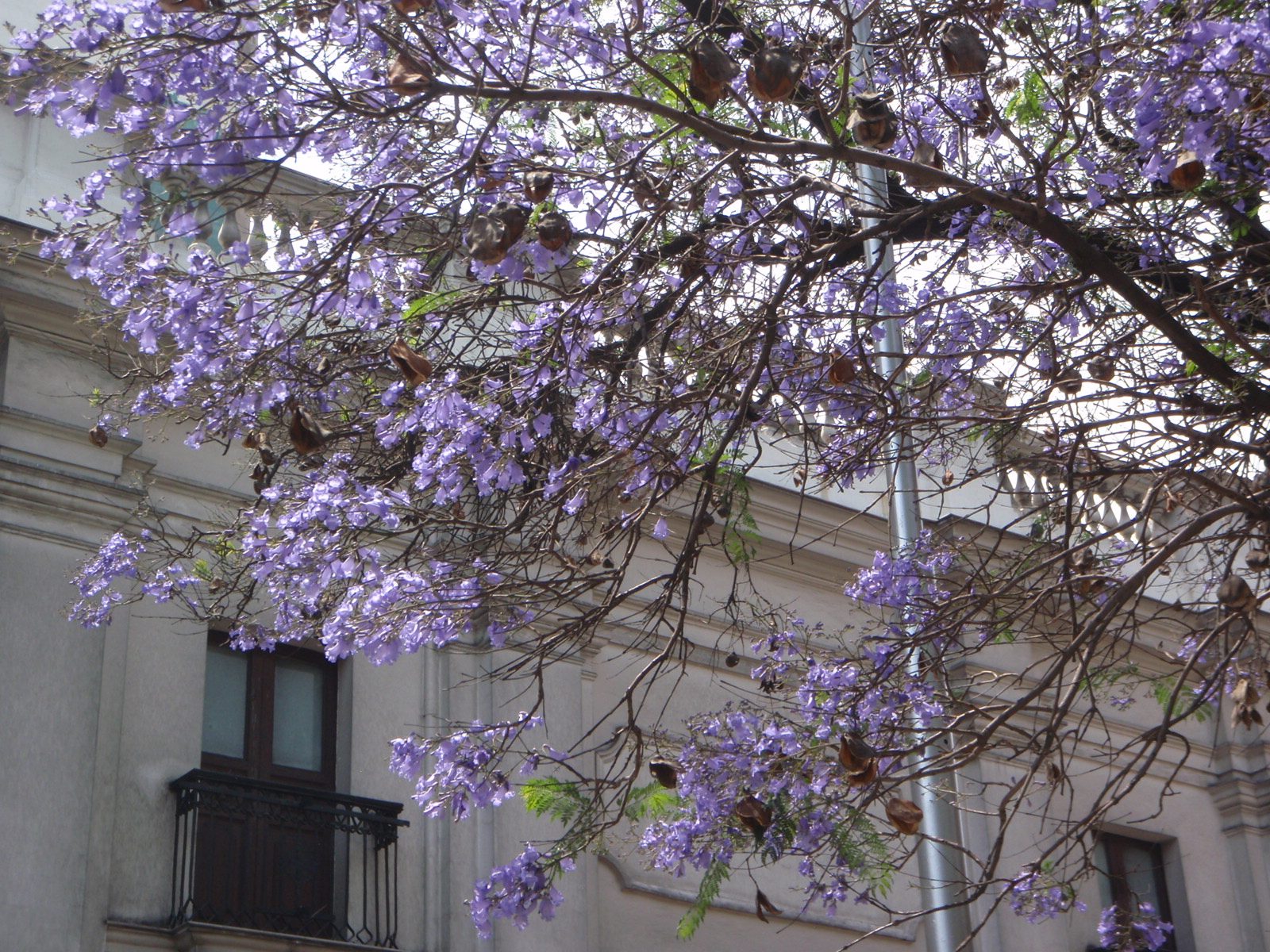 It was beautiful to see Santiago in the spring. The flowers were in bloom and the weather was...