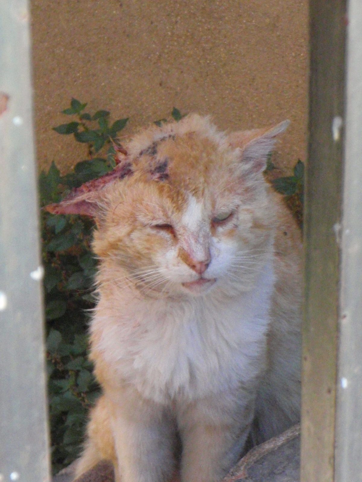 This kitty may have seen better days. Or then again, maybe not.
