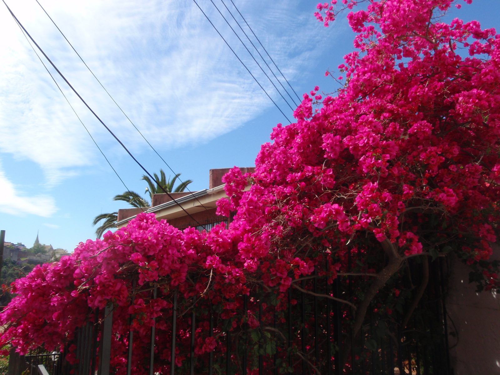 Bougainvillea. Spring in Valparaiso is beautiful!