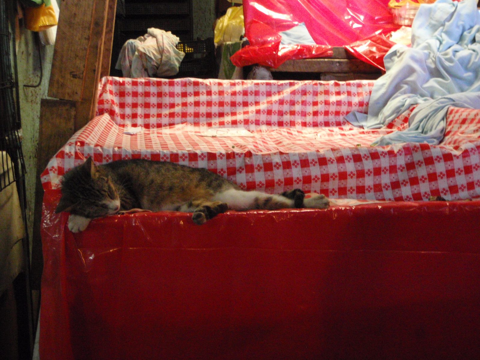 Sleepy time! He looks delicious!